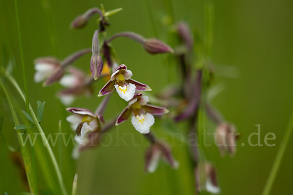 Sumpf-Sitter (Epipactis palustris)