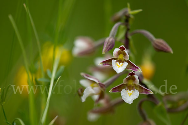 Sumpf-Sitter (Epipactis palustris)