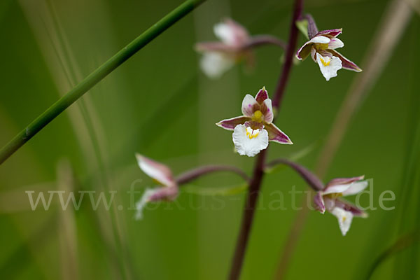 Sumpf-Sitter (Epipactis palustris)