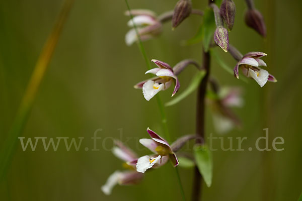 Sumpf-Sitter (Epipactis palustris)