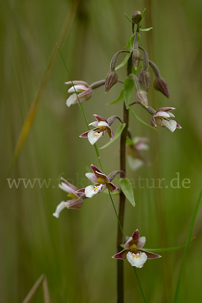 Sumpf-Sitter (Epipactis palustris)