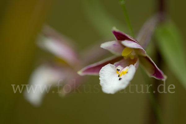 Sumpf-Sitter (Epipactis palustris)