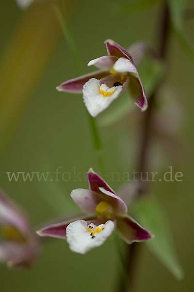 Sumpf-Sitter (Epipactis palustris)