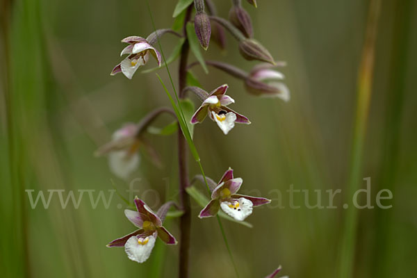 Sumpf-Sitter (Epipactis palustris)