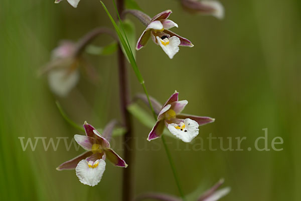 Sumpf-Sitter (Epipactis palustris)