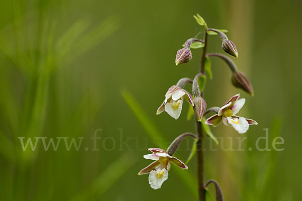 Sumpf-Sitter (Epipactis palustris)