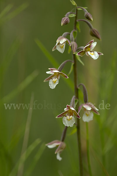 Sumpf-Sitter (Epipactis palustris)