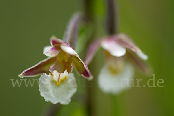 Sumpf-Sitter (Epipactis palustris)