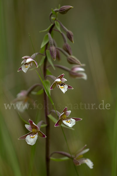 Sumpf-Sitter (Epipactis palustris)