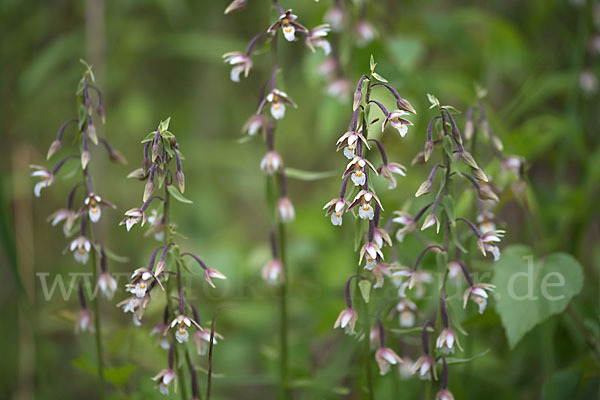 Sumpf-Sitter (Epipactis palustris)