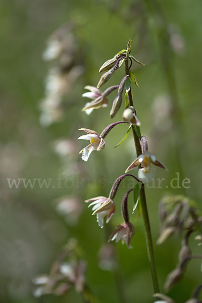 Sumpf-Sitter (Epipactis palustris)