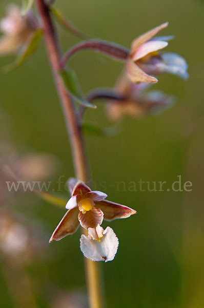 Sumpf-Sitter (Epipactis palustris)