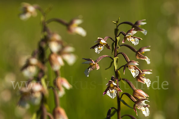 Sumpf-Sitter (Epipactis palustris)