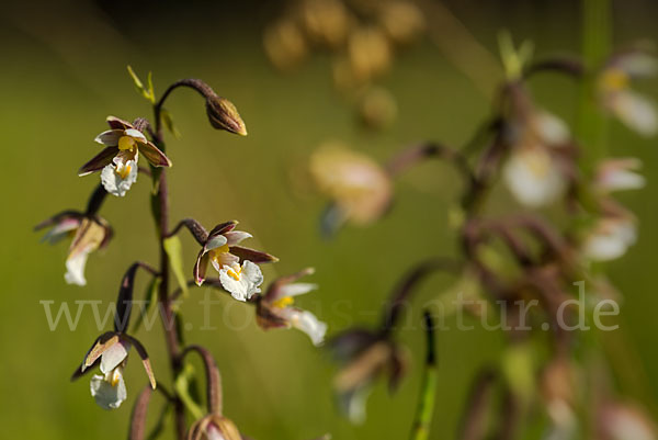 Sumpf-Sitter (Epipactis palustris)