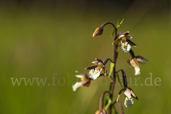 Sumpf-Sitter (Epipactis palustris)