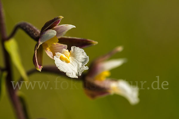 Sumpf-Sitter (Epipactis palustris)