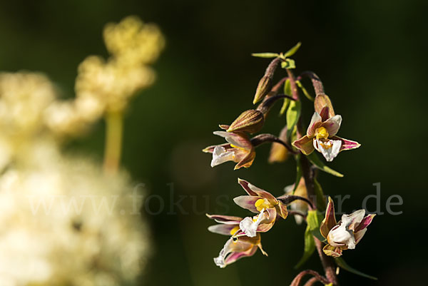 Sumpf-Sitter (Epipactis palustris)