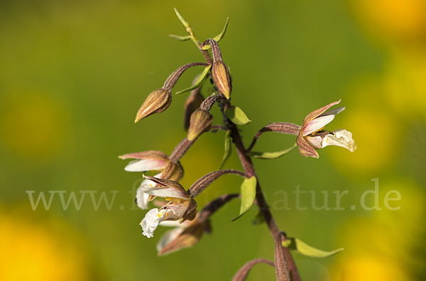 Sumpf-Sitter (Epipactis palustris)