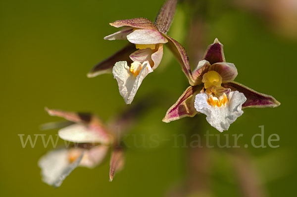 Sumpf-Sitter (Epipactis palustris)