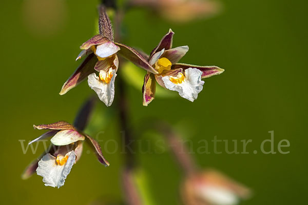 Sumpf-Sitter (Epipactis palustris)