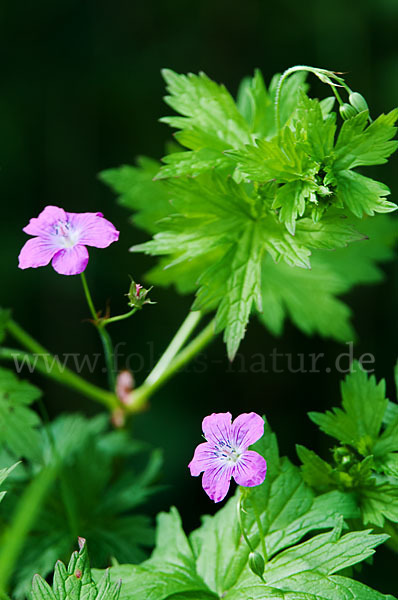 Sumpf-Storchschnabel (Geranium palustre)