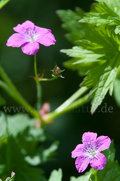 Sumpf-Storchschnabel (Geranium palustre)