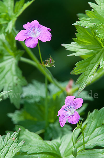 Sumpf-Storchschnabel (Geranium palustre)