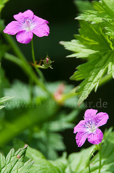 Sumpf-Storchschnabel (Geranium palustre)