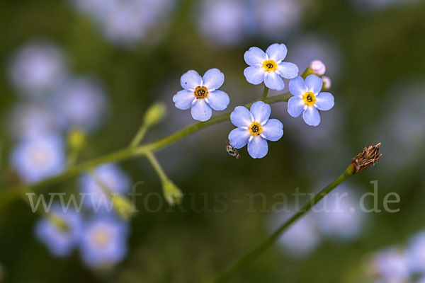 Sumpf-Vergissmeinnicht (Myosotis scorpioides)