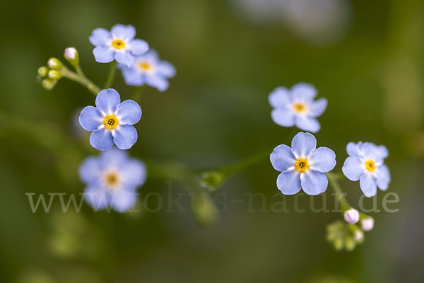 Sumpf-Vergissmeinnicht (Myosotis scorpioides)