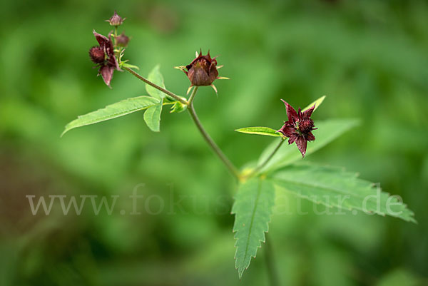 Sumpfblutauge (Potentilla palustris)