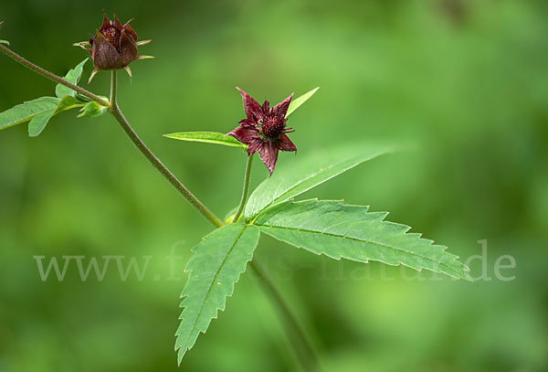 Sumpfblutauge (Potentilla palustris)