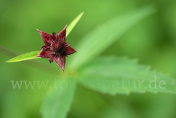 Sumpfblutauge (Potentilla palustris)