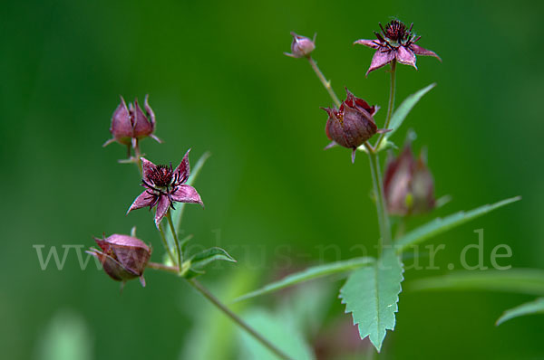 Sumpfblutauge (Potentilla palustris)