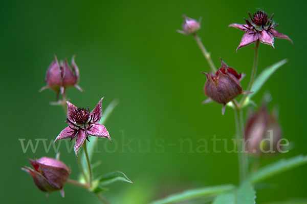 Sumpfblutauge (Potentilla palustris)