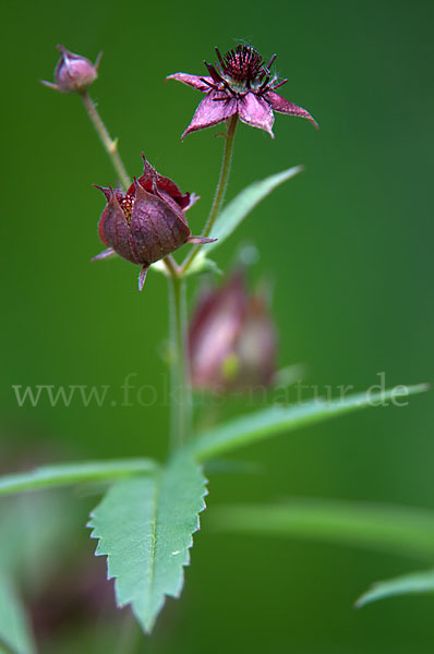 Sumpfblutauge (Potentilla palustris)