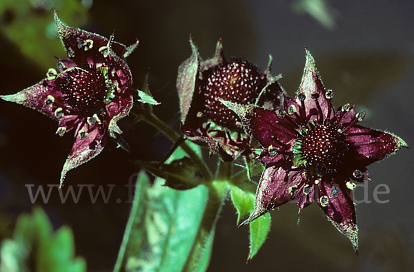 Sumpfblutauge (Potentilla palustris)