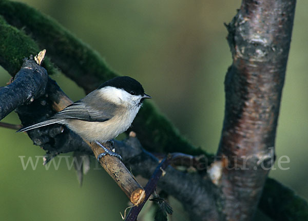 Sumpfmeise (Parus palustris)