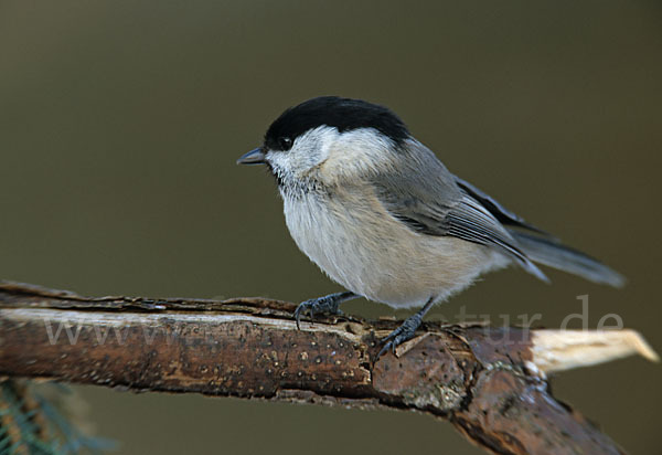 Sumpfmeise (Parus palustris)