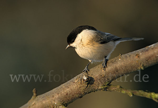 Sumpfmeise (Parus palustris)