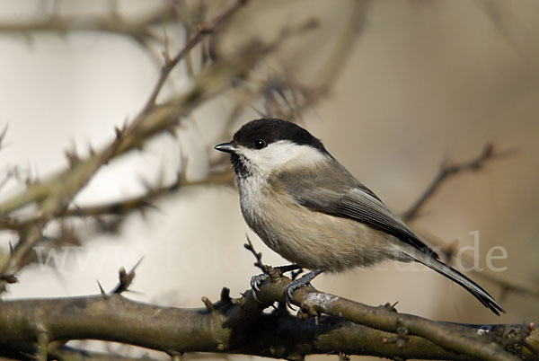 Sumpfmeise (Parus palustris)