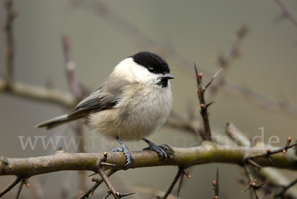 Sumpfmeise (Parus palustris)