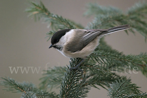 Sumpfmeise (Parus palustris)