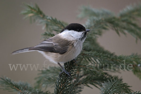 Sumpfmeise (Parus palustris)