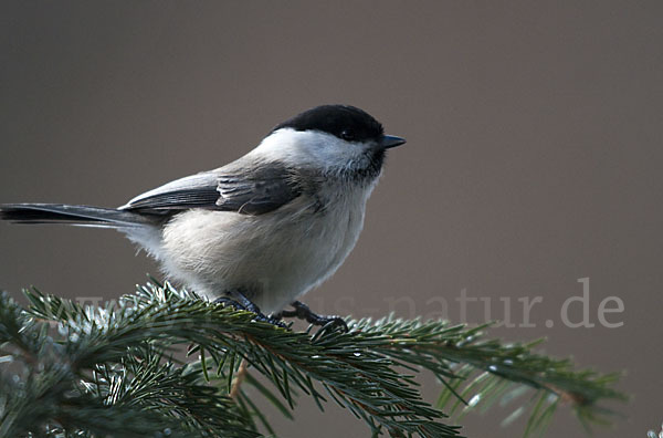 Sumpfmeise (Parus palustris)