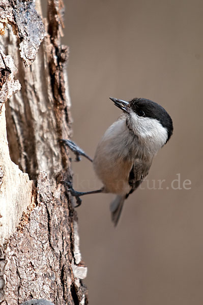 Sumpfmeise (Parus palustris)