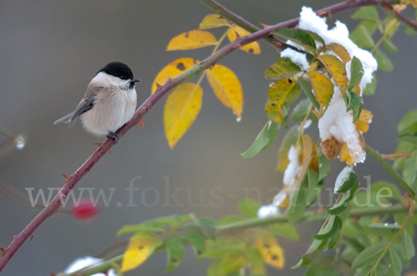 Sumpfmeise (Parus palustris)