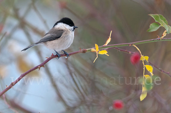 Sumpfmeise (Parus palustris)