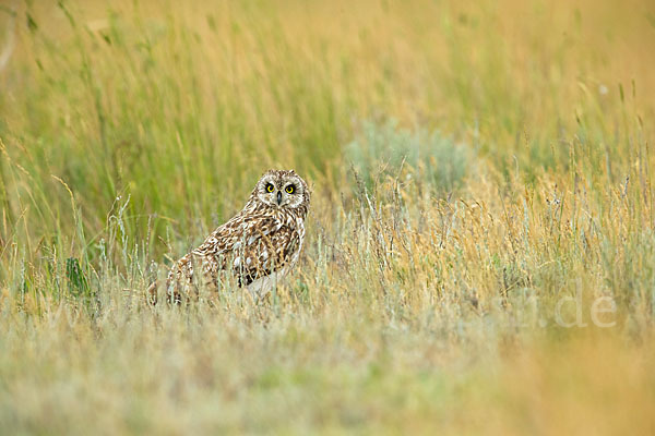 Sumpfohreule (Asio flammeus)