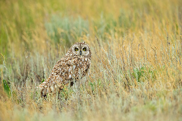 Sumpfohreule (Asio flammeus)